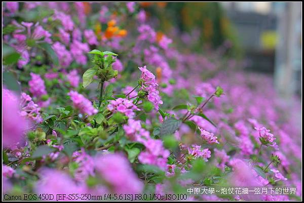 中原大學~炮仗花牆_17