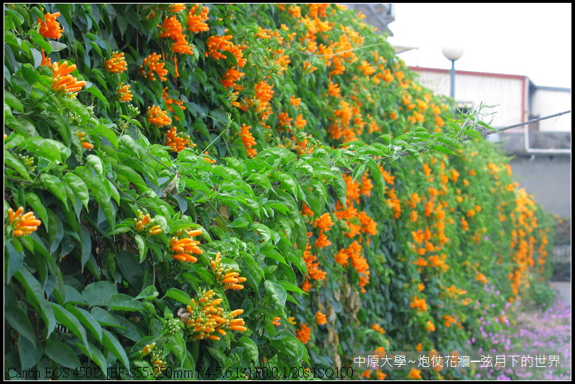 中原大學~炮仗花牆_31