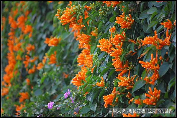 中原大學~炮仗花牆_34