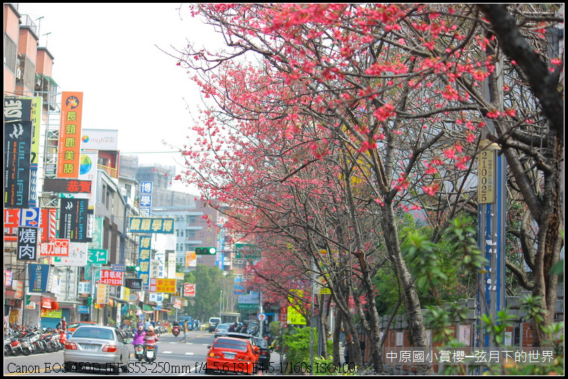 中原國小賞櫻花_02