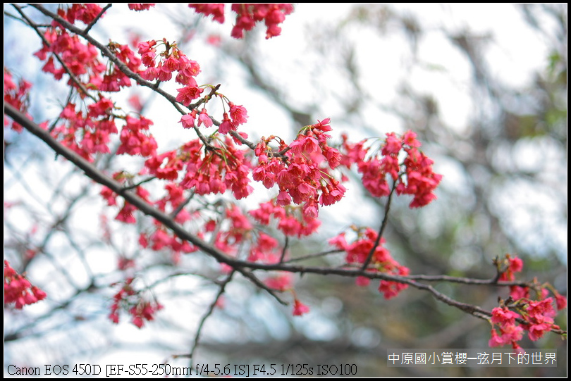 中原國小賞櫻花_07