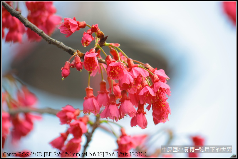 中原國小賞櫻花_10