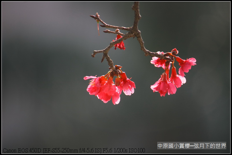 中原國小賞櫻花_15