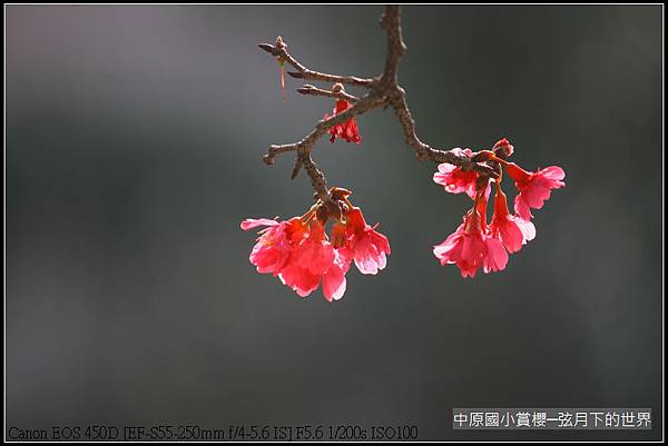 中原國小賞櫻花_15