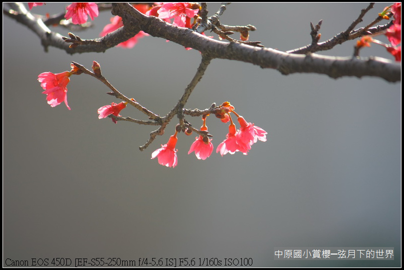 中原國小賞櫻花_16