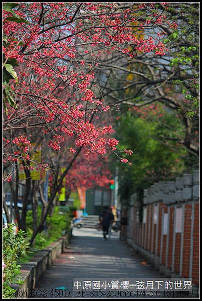 中原國小賞櫻花_20