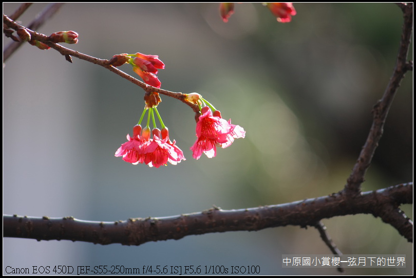 中原國小賞櫻花_30