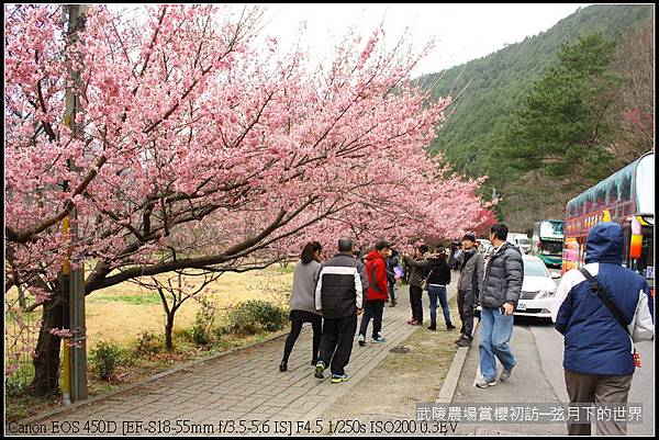 武陵農場賞櫻初拍_12