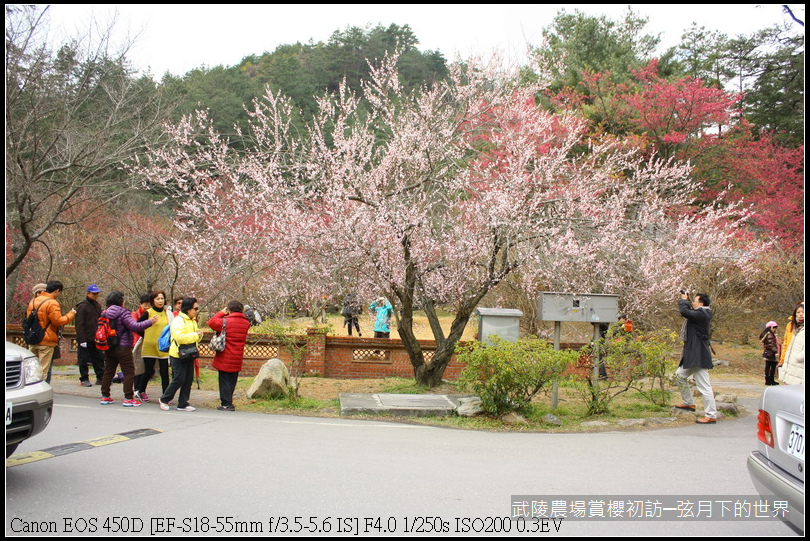 武陵農場賞櫻初拍_14