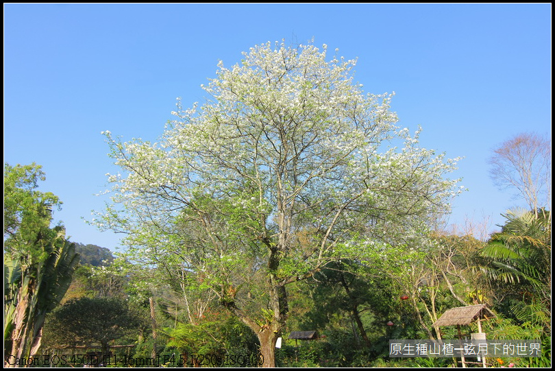 山楂開花_15.JPG