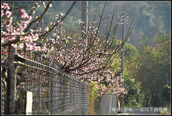 桃花(甜桃)_07.jpg