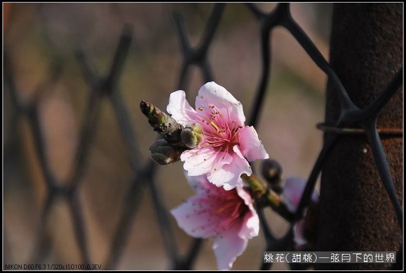 桃花(甜桃)_10.jpg