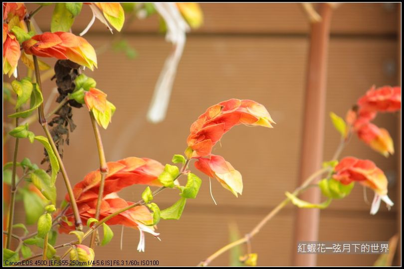 紅蝦花_2.JPG