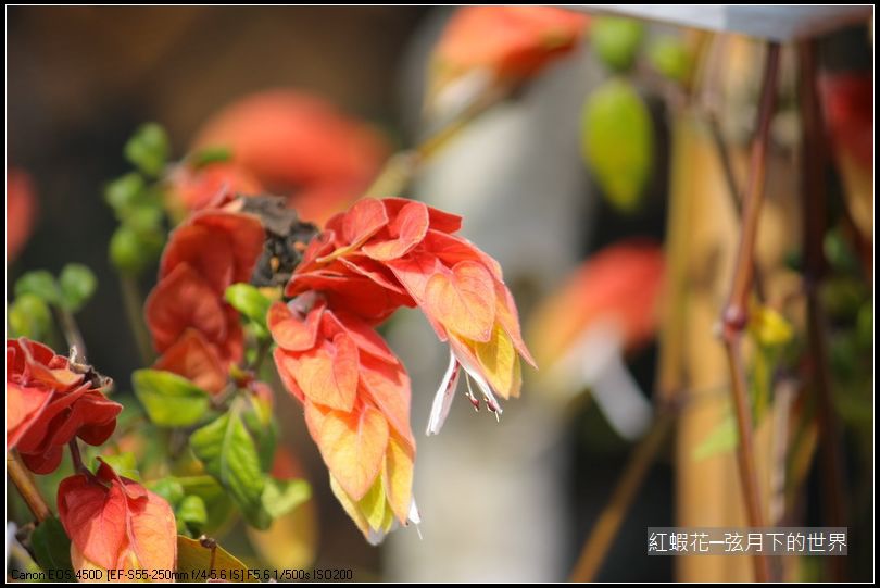 紅蝦花_7.JPG