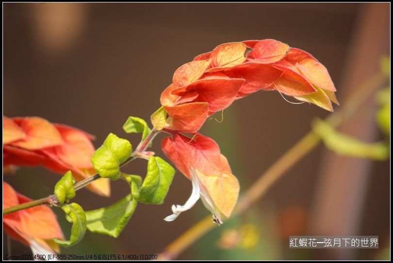 紅蝦花_8.JPG