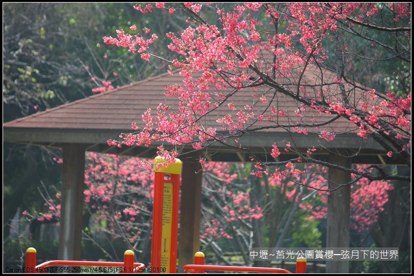 中壢~莒光公園賞櫻_06.JPG