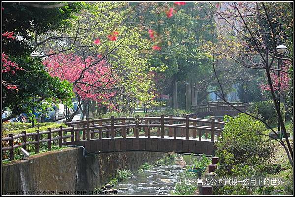 中壢~莒光公園賞櫻_08.JPG