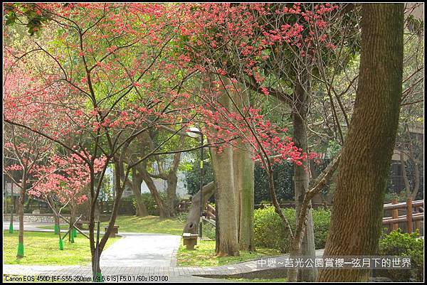 中壢~莒光公園賞櫻_13.JPG