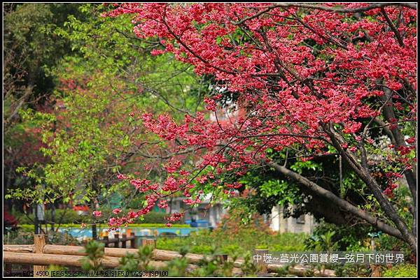 中壢~莒光公園賞櫻_12.JPG