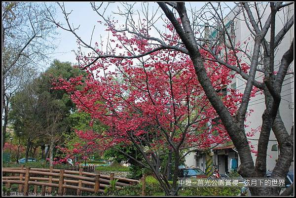 中壢~莒光公園賞櫻_22.JPG