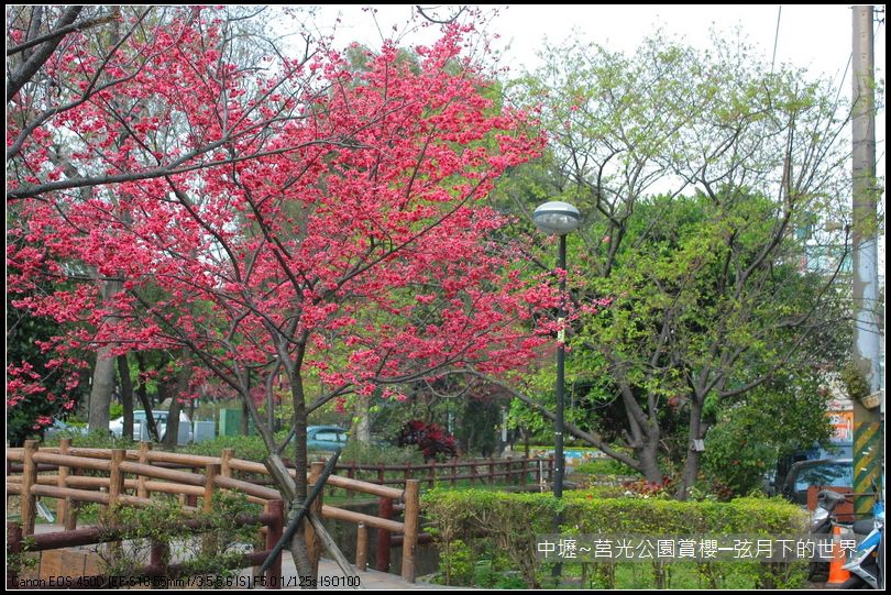 中壢~莒光公園賞櫻_23.JPG