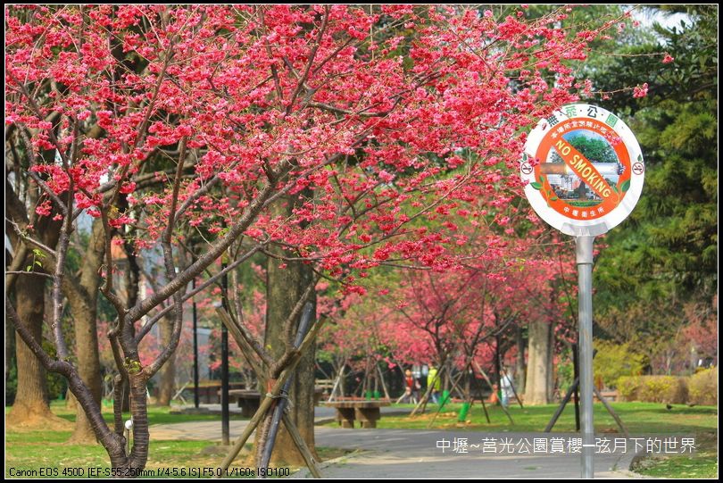 中壢~莒光公園賞櫻_33.JPG