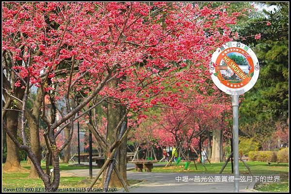 中壢~莒光公園賞櫻_33.JPG