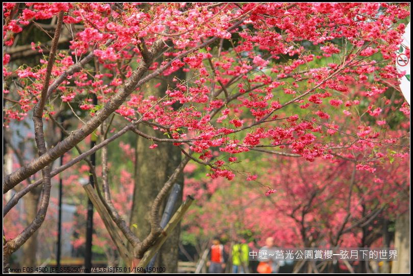 中壢~莒光公園賞櫻_34.JPG