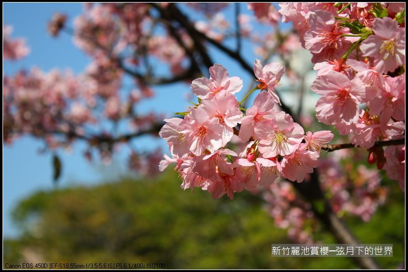 新竹~麗池公園賞櫻_05.JPG