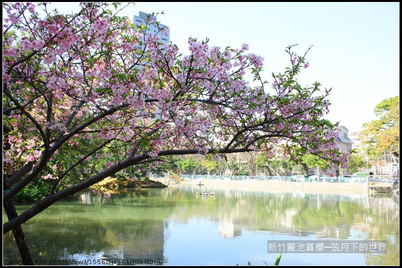 新竹~麗池公園賞櫻_06.JPG