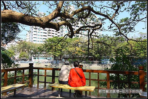 新竹~麗池公園賞櫻_09.JPG