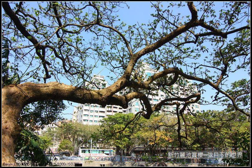 新竹~麗池公園賞櫻_10.JPG