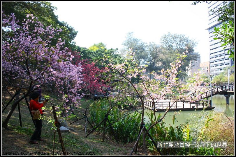 新竹~麗池公園賞櫻_15.JPG