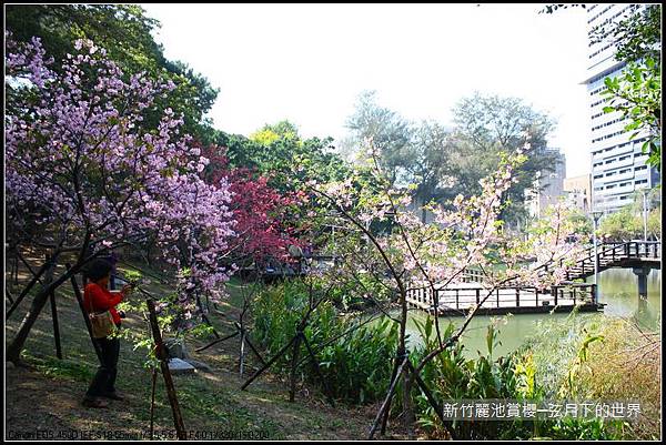 新竹~麗池公園賞櫻_15.JPG