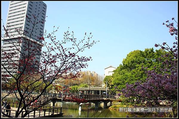 新竹~麗池公園賞櫻_17.JPG