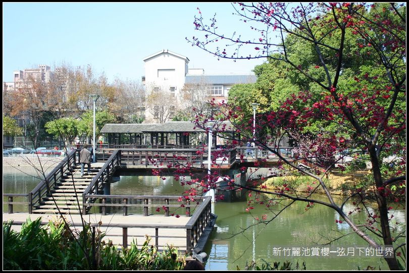 新竹~麗池公園賞櫻_19.JPG