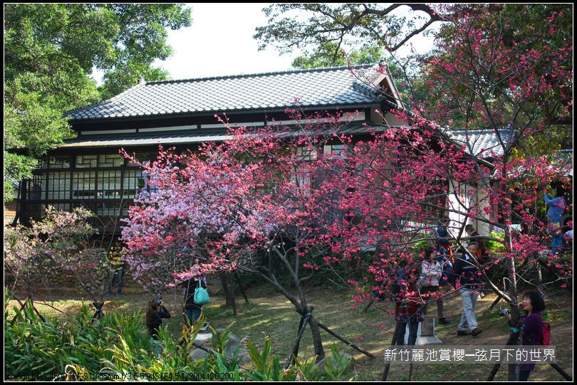 新竹~麗池公園賞櫻_20.JPG