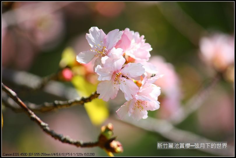 新竹~麗池公園賞櫻_23.JPG