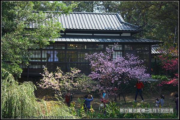 新竹~麗池公園賞櫻_22.JPG