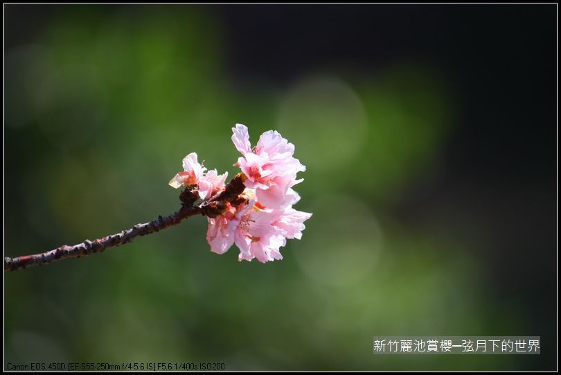 新竹~麗池公園賞櫻_24.JPG