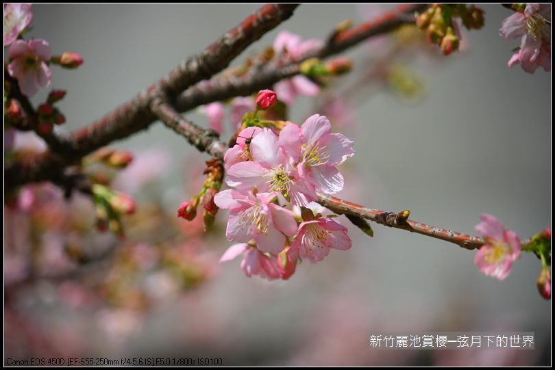 新竹~麗池公園賞櫻_38.JPG