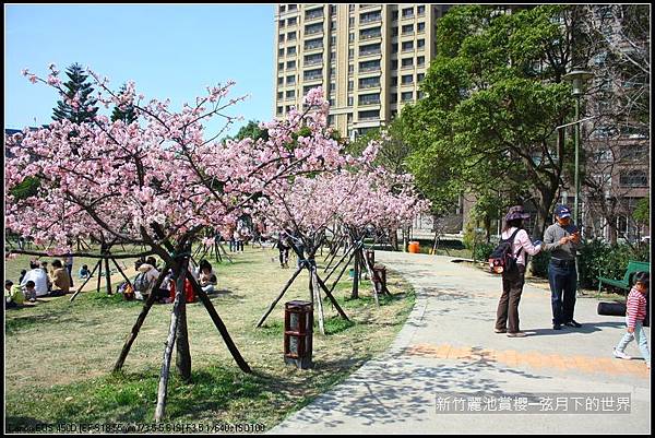 新竹~麗池公園賞櫻_40.JPG