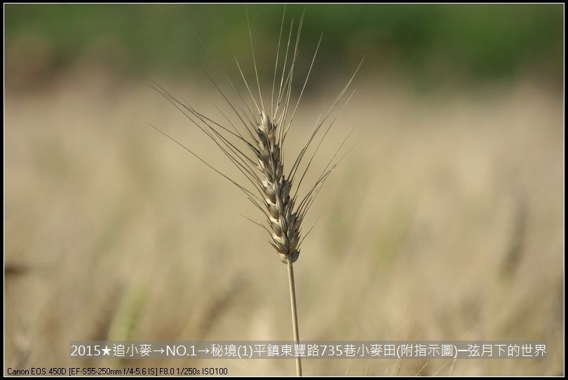 2015★追小麥→NO1→秘境(1)平鎮東豐路735巷小麥田(附指示圖)_10