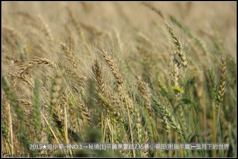 2015★追小麥→NO1→秘境(1)平鎮東豐路735巷小麥田(附指示圖)_11