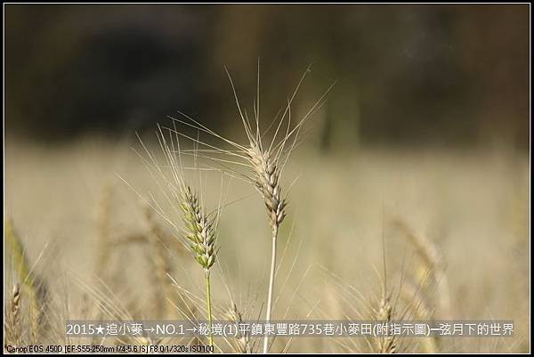 2015★追小麥→NO1→秘境(1)平鎮東豐路735巷小麥田(附指示圖)_12