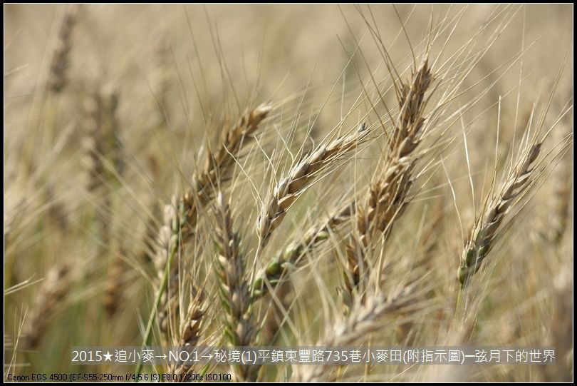 2015★追小麥→NO1→秘境(1)平鎮東豐路735巷小麥田(附指示圖)_18