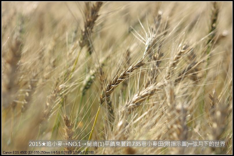 2015★追小麥→NO1→秘境(1)平鎮東豐路735巷小麥田(附指示圖)_20