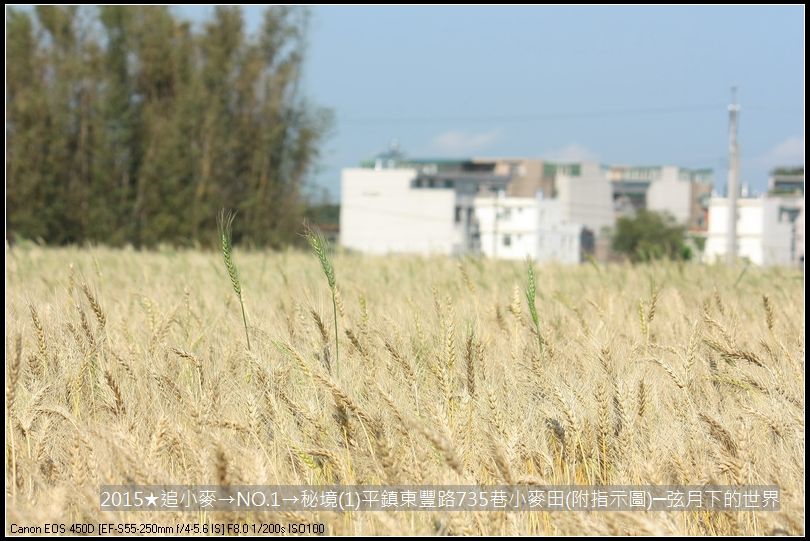 2015★追小麥→NO1→秘境(1)平鎮東豐路735巷小麥田(附指示圖)_28