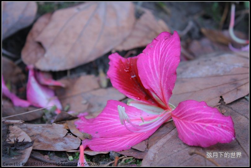 花草隨拍_4.JPG