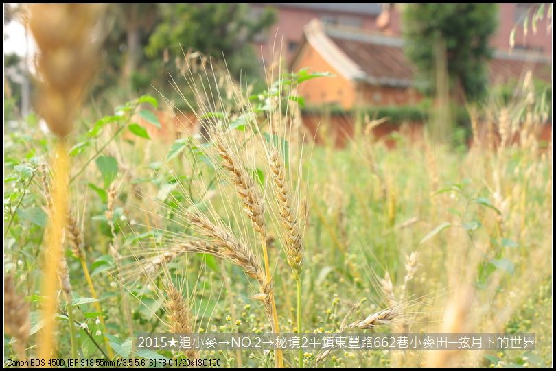 2015★追小麥→NO2→秘境2平鎮東豐路小麥田(附指示圖)_06.JPG